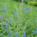 Salvia patens 'Blue Angel'